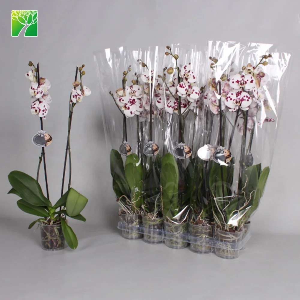 Multi colored live taiwan phalaenopsis flask orchid seedlings plant for sale
