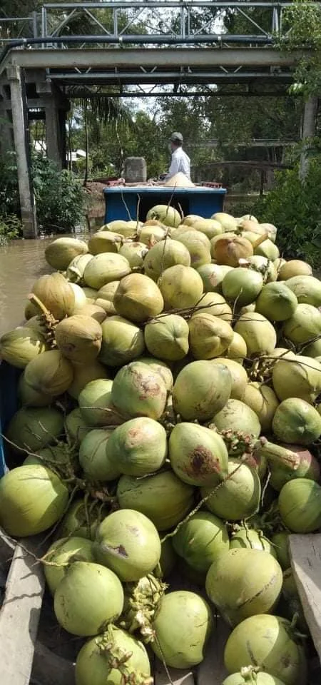 HOT SELLES - 100% Organic High Quality - Young Coconut Fresh from Vietnam Best Price For Export