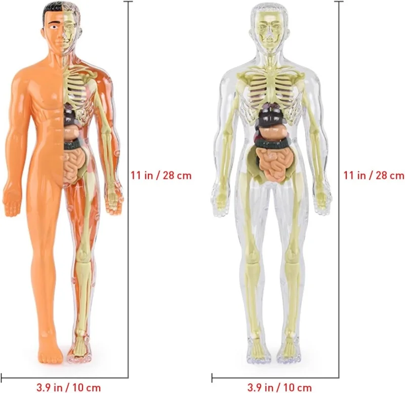 Skeleton Model Study Tools Preschool & School Medical Education Display