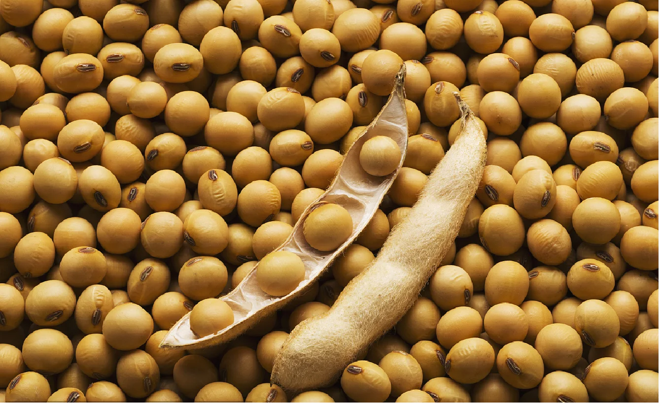 Профессиональный фактурный соевый белок для продуктов surimi