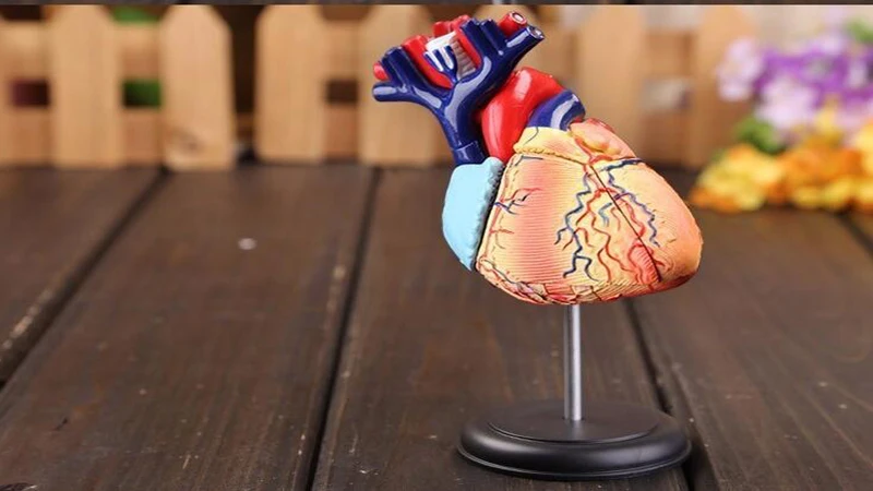 31 Parts 4D MASTER Assembled Human Heart Anatomy Model as Children Toy