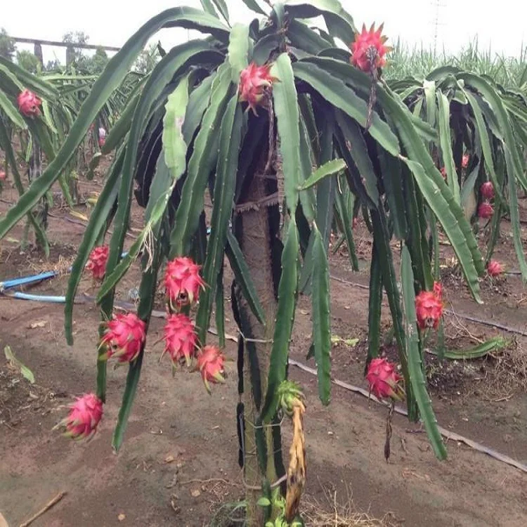 Natural colouring fresh dried pure natural Red Dragon Fruit Powder for cake bread food ingredients