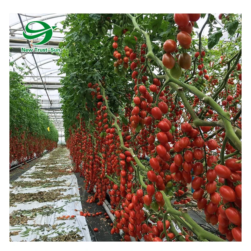 
High quality polycarbonate sheet tropical greenhouse for tomato cultivation 