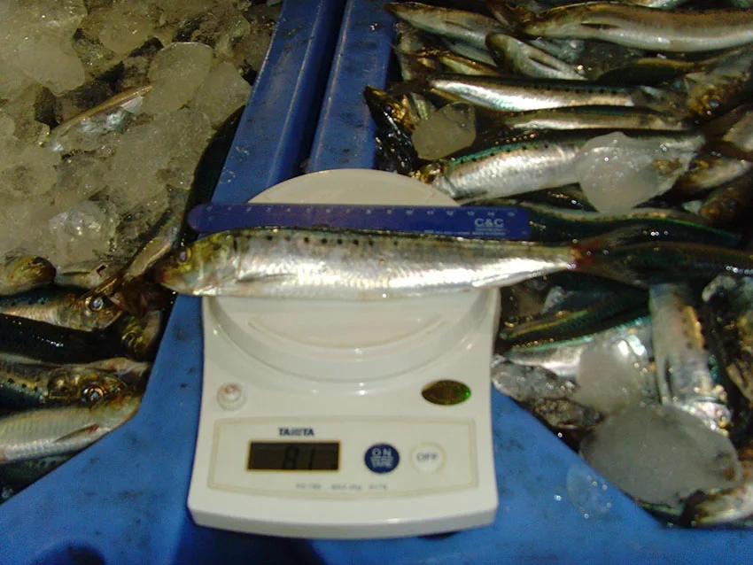 High Quality Hot Sale Bulk Price Custom Fresh Whole Round Frozen Seafood Fish Fishing Bait Sardine Fish for Bait