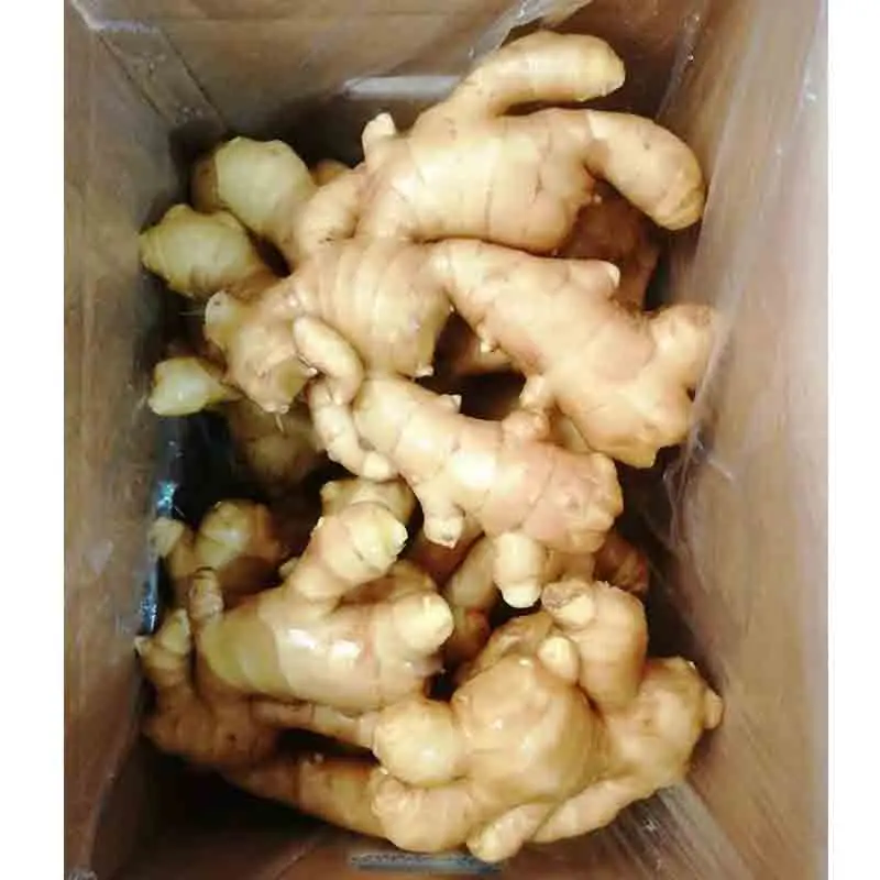 Factory direct sale fresh ginger