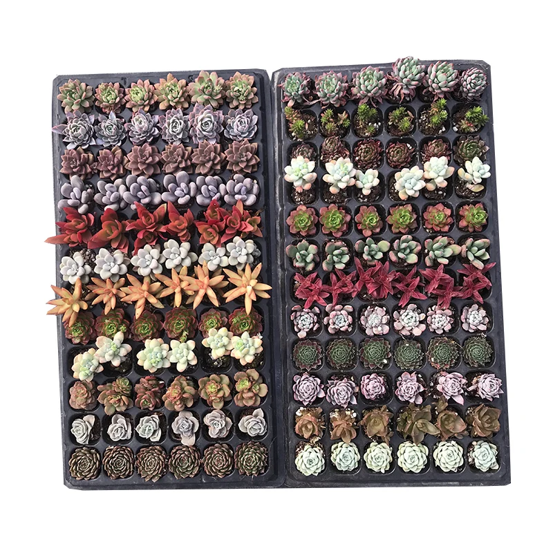 
Living Succulent plantscolour Succulent plant Fresh plants Shipment 72pieces with basin 