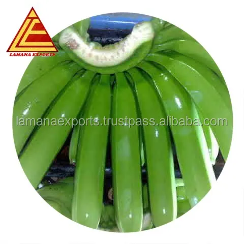 
Fresh Cavendish banana- India for Export Vietnam Malaysia Singapore 
