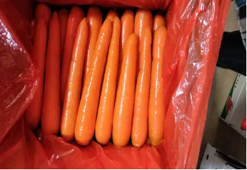 Carrot Purple Radish