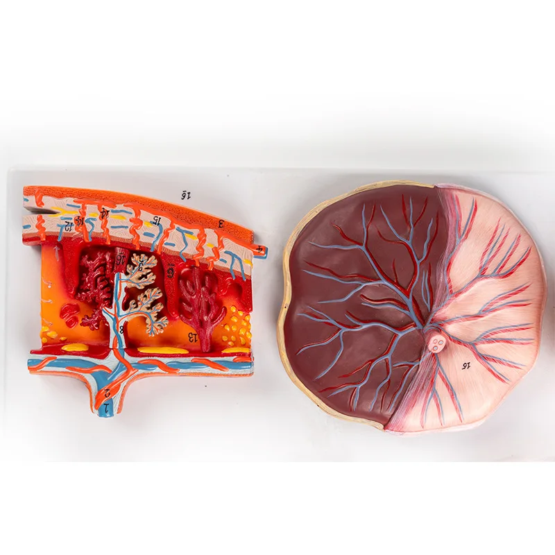 Medical science Model of human fertilization and early embryo development process Gynecological family planning display specimen