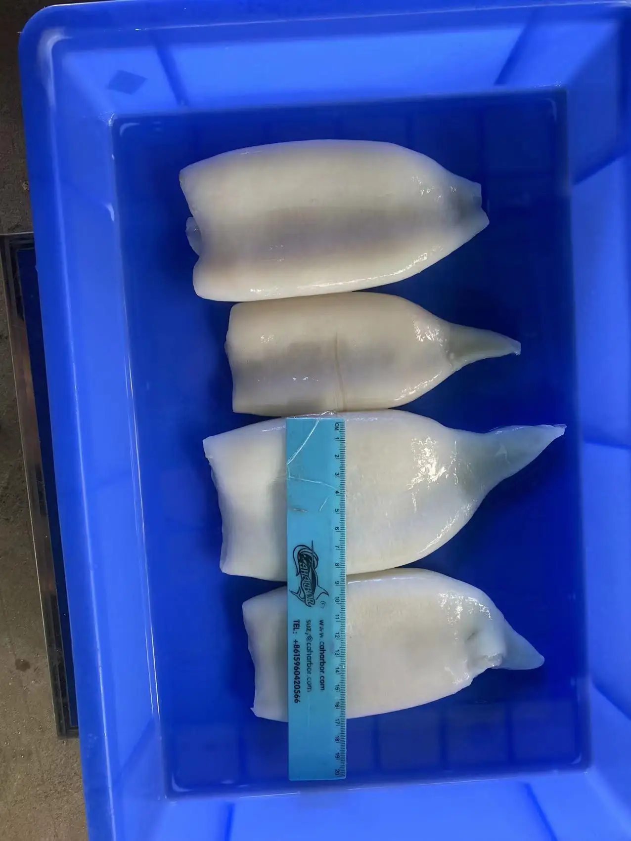 Новый запас, китайский оригинальный замороженный кальмар для мяса, замороженный кальмар