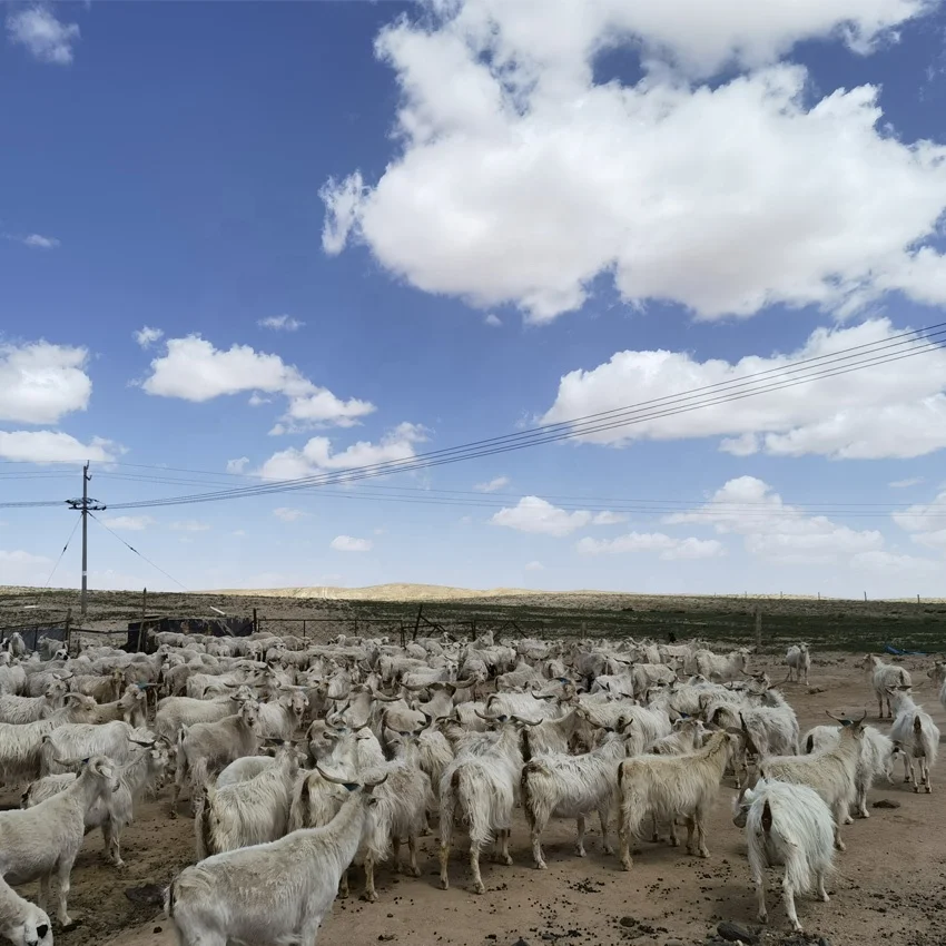 SFA manufacturer markwin 100% cashmere fiber cheap price Alxa League goat High Quality 30-34mm