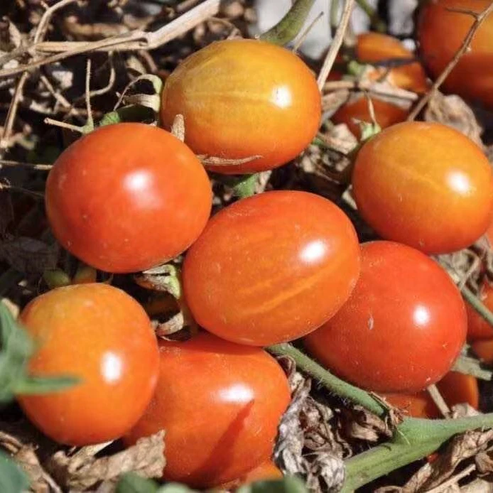 
Wholesale Chinese Semi-determinate Cherry Tomato Seed For Planting 
