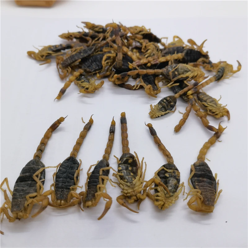 quan xie hot sale natural herb dry scorpion without salt