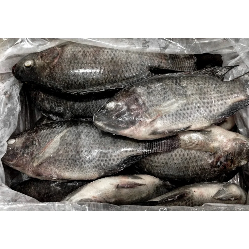 High quality all size frozen fish tilapia whole fish export tilapia fish frozen tilapia price