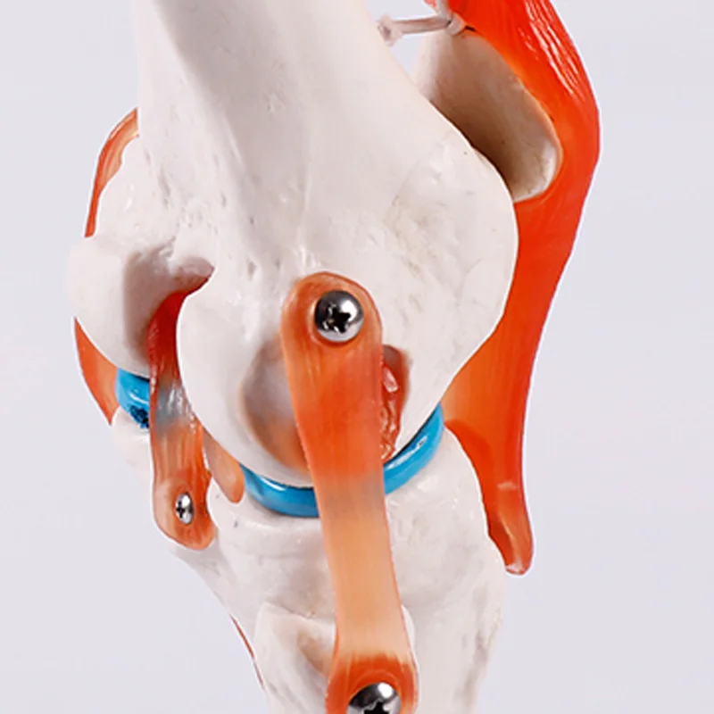 BIX-A1025 Artificial Natural size anatomical skeleton model, human knee joint model