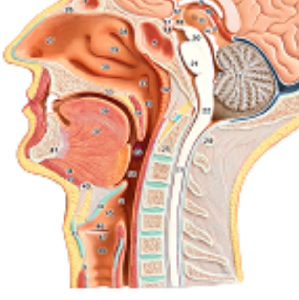 ADA-A630B Hot sale Median Section of the Head,Life Size,1 Part Medical teaching hot selling model