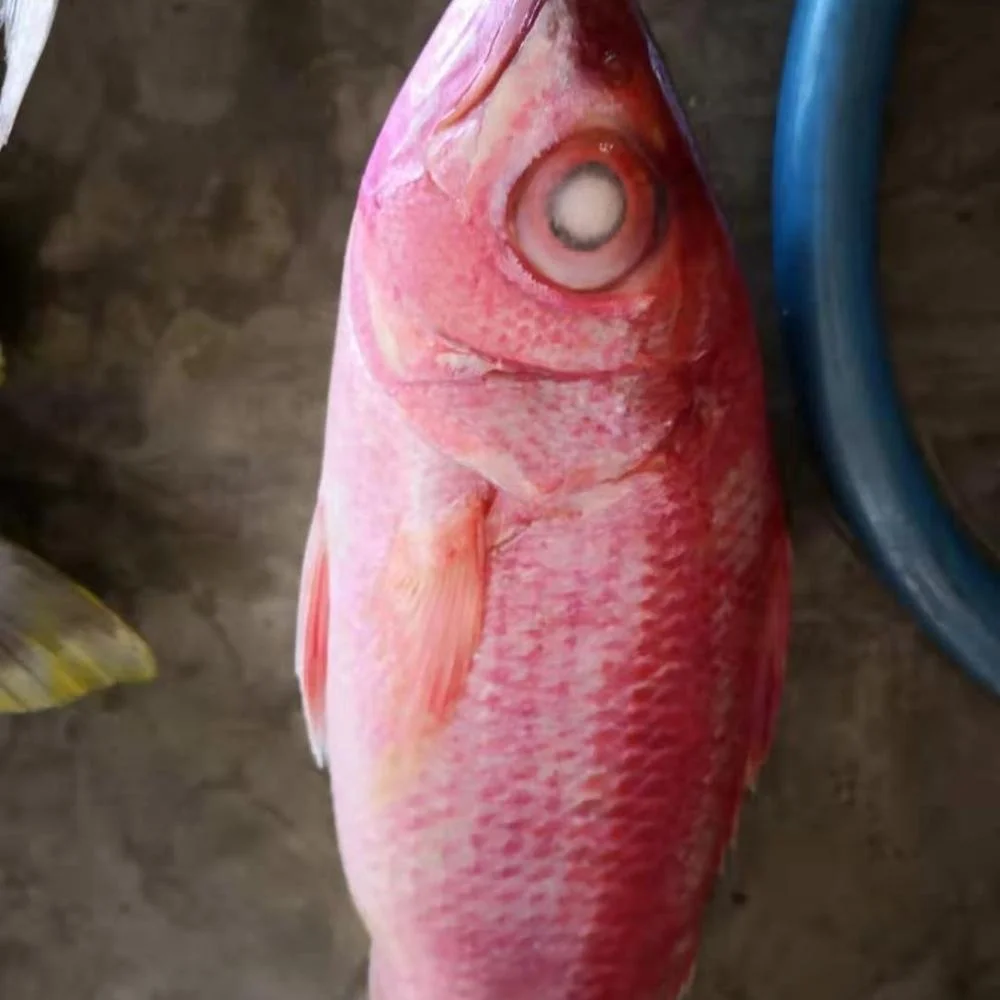 Frozen Red Snapper Fish WR/fillet