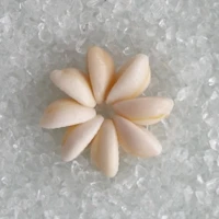 Loose Natural Cowrie Shell Beads Ring for Lei Necklace Making Crafts DIY Jewelry Accessories