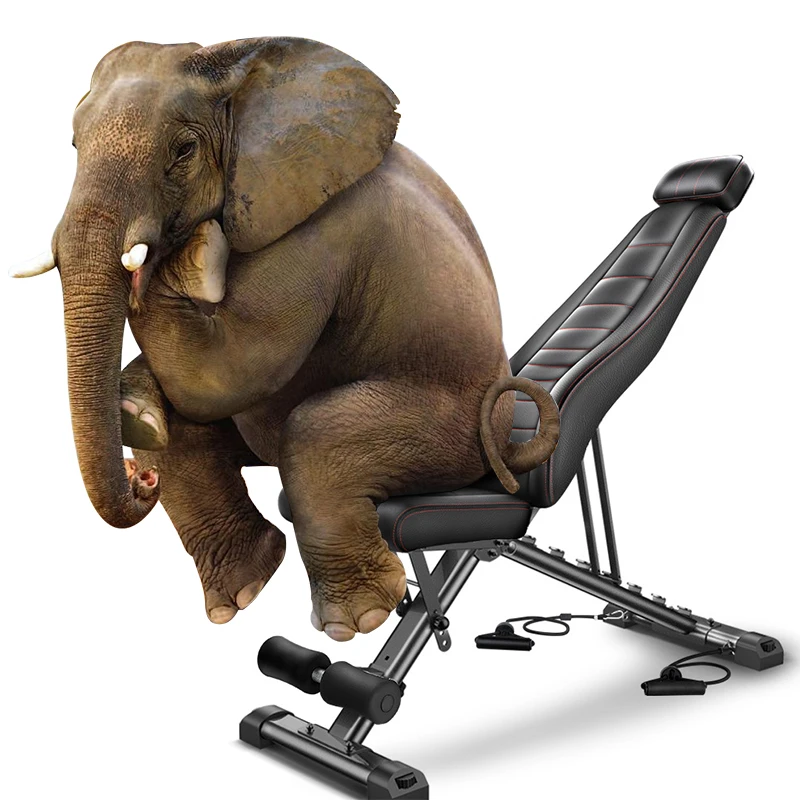 Multi-purpose Fitness Equipment Foldable Dumbbell Bench Bird Training Bench Black Unisex Modern Indoor 1.5mm Steel Pipe 1 Pc