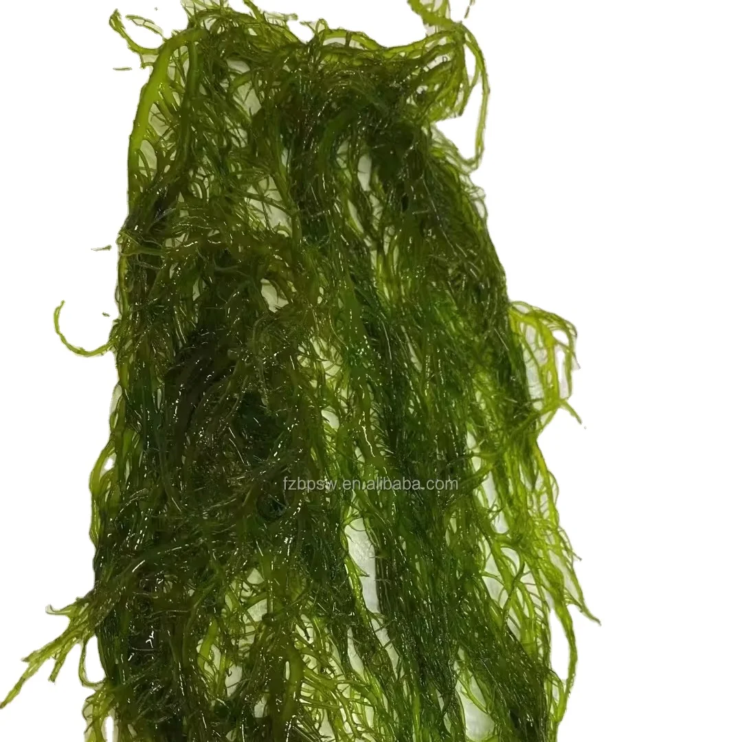 Frozen Asparagus schoberioides Kunth Salt Gracilaria Feeding Algae