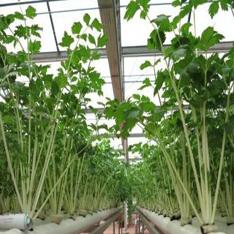 NFT DFT DWC greenhouse Hydroponics