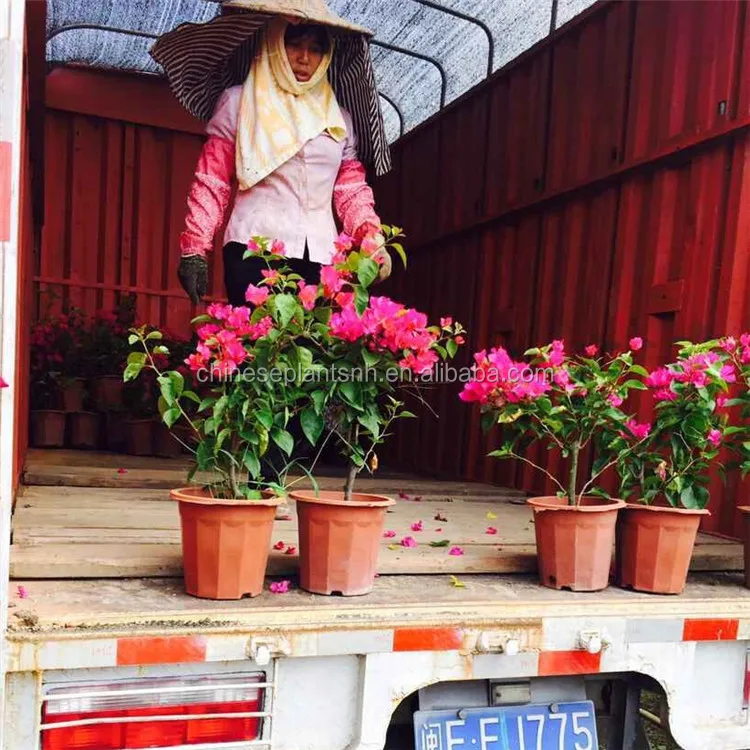 
Bougainvillea Bonsai Living Plants 