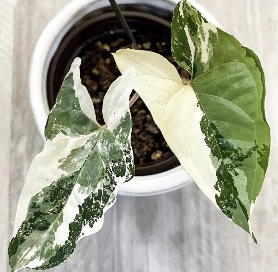 Белый пестрый Императорский Белый домино сингоний подофиллум пестрый натуральный листва растения