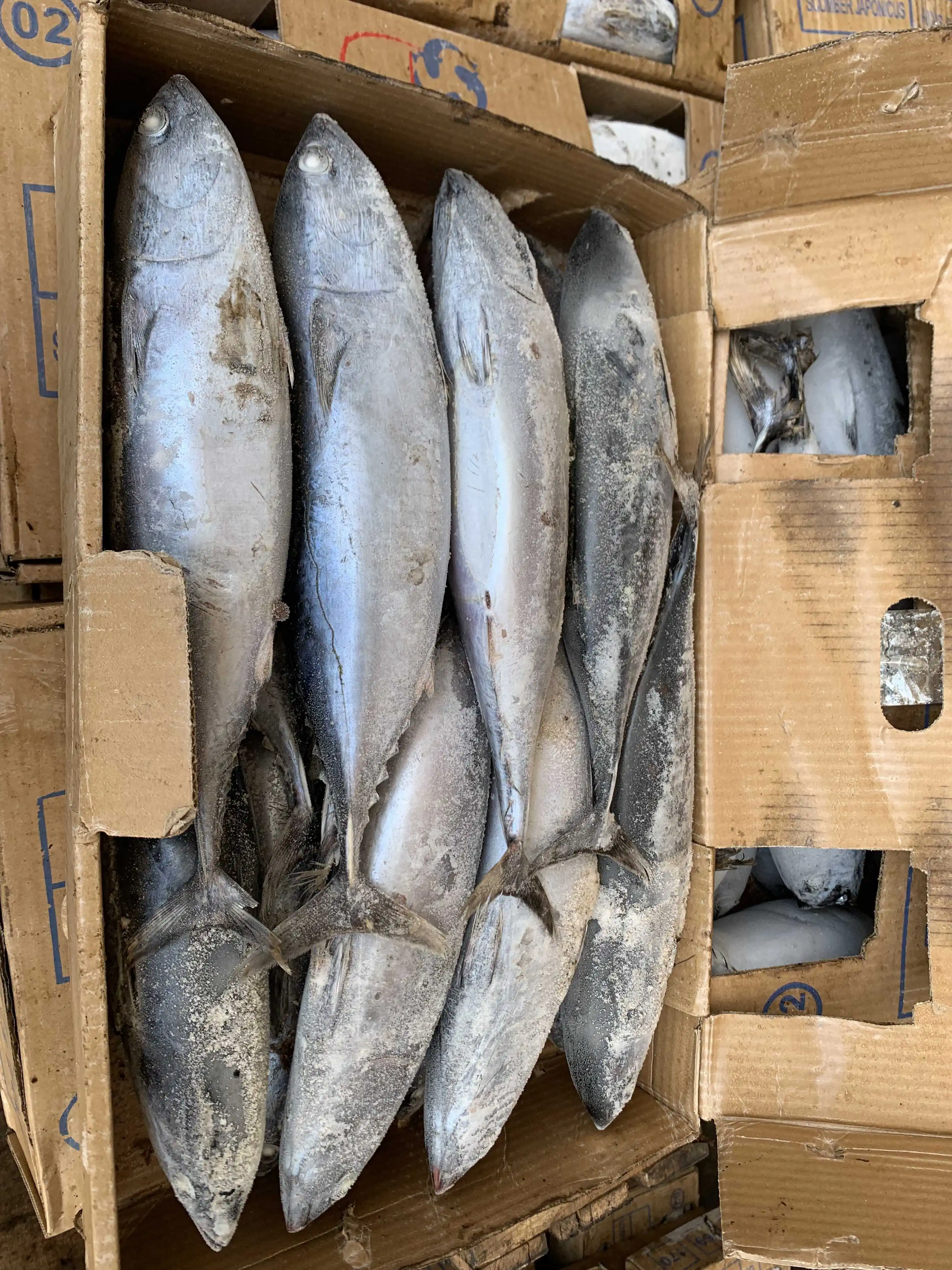 Заводская поставка, хорошее качество, Бонито, тунец для японского рынка