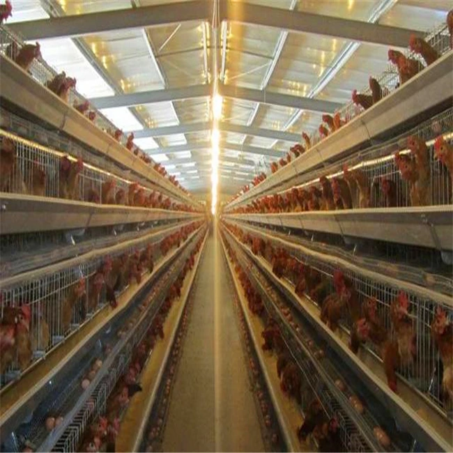 Рекомендуемый бизнес горячеоцинкованная яичная клетка автоматическое оборудование для разведения яиц