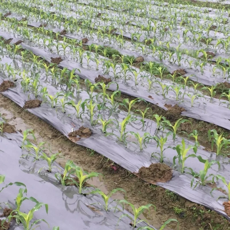 Agricultural Polyethylene Covering Black Silver Mulch Film