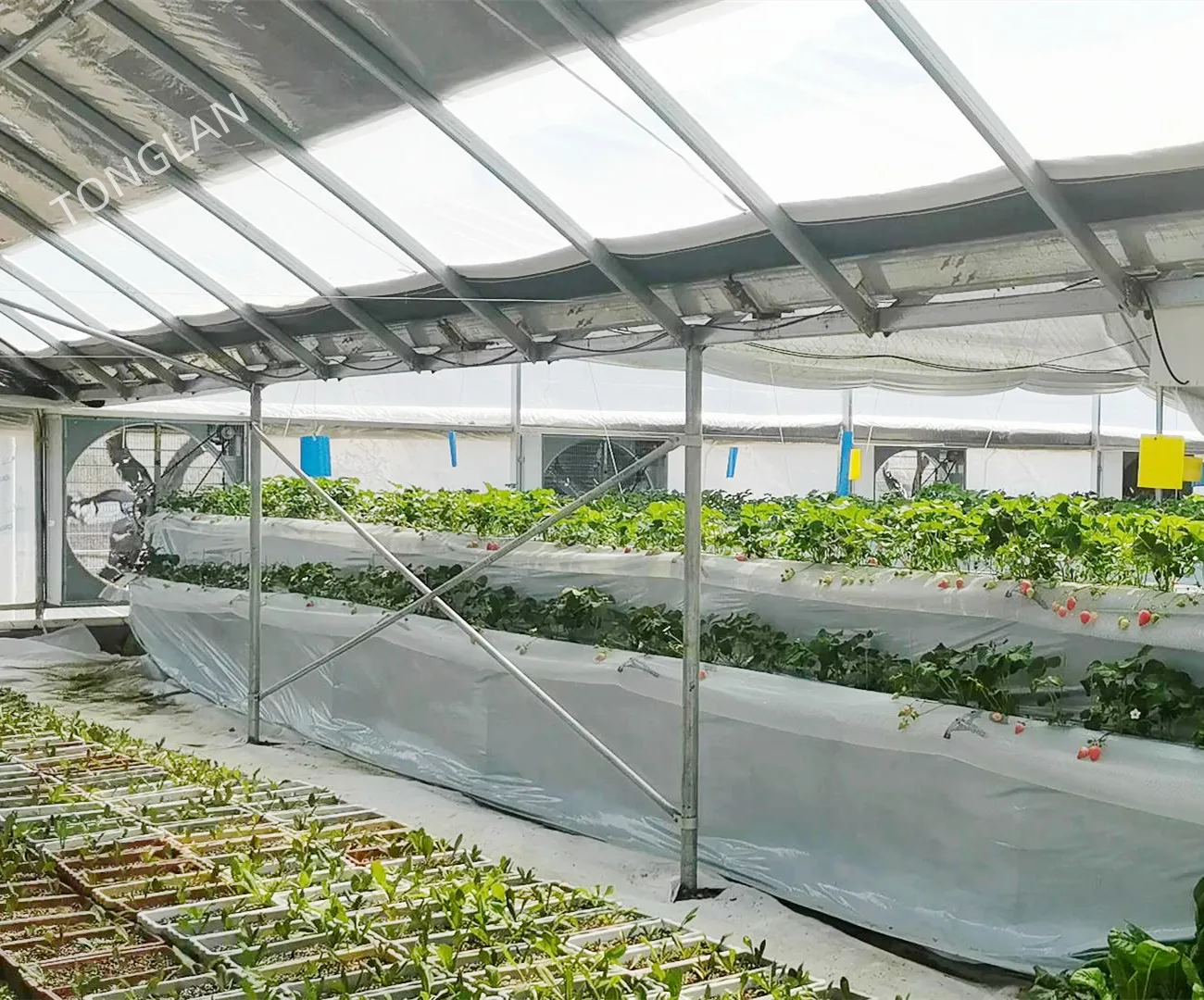 Chinese Manufacturer Irrigation and Hydroponic Equipment Agricultural Oval Tube New Multi-span Greenhouse Used Sale