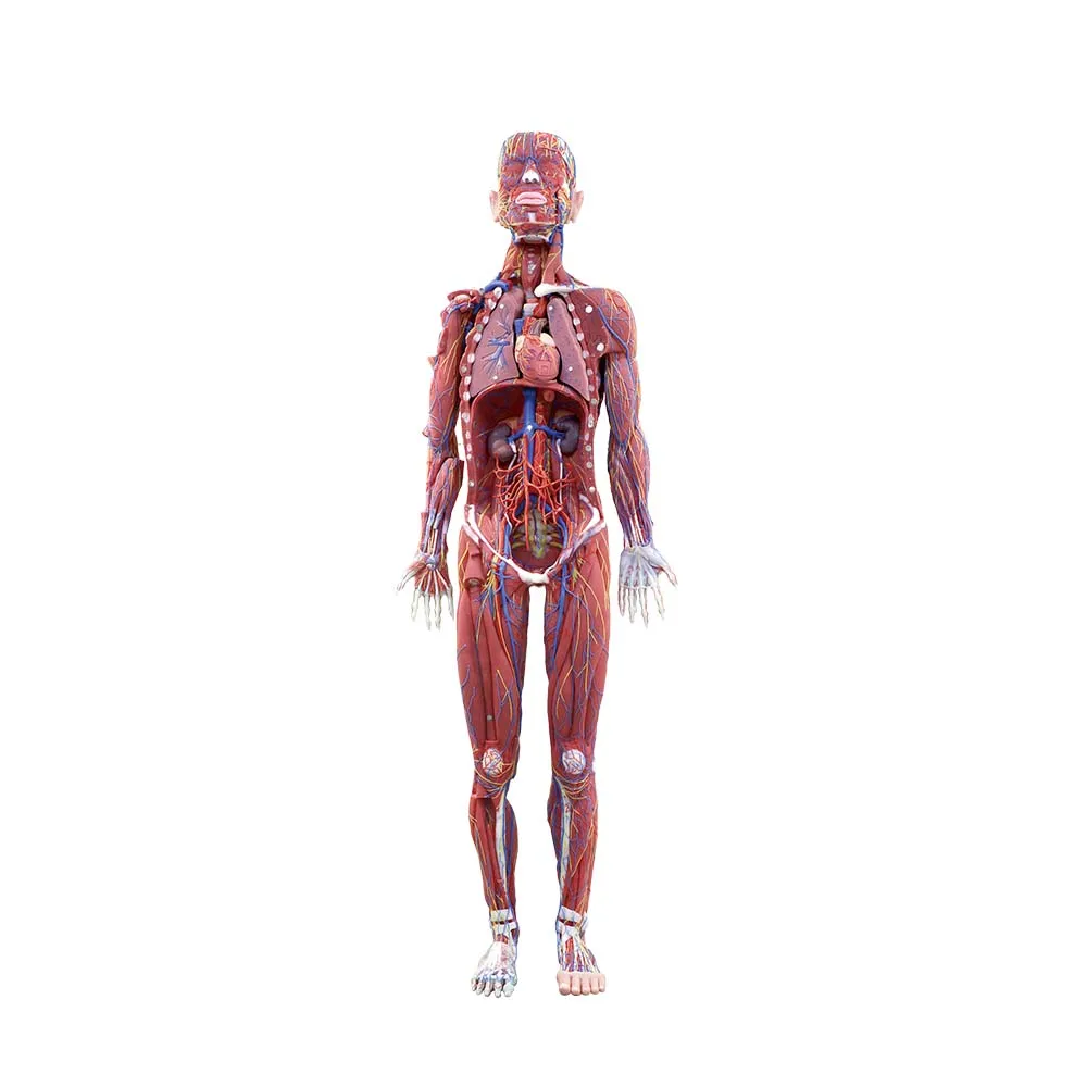 Soft Silicone Human Body Anatomy Model for Medical Education