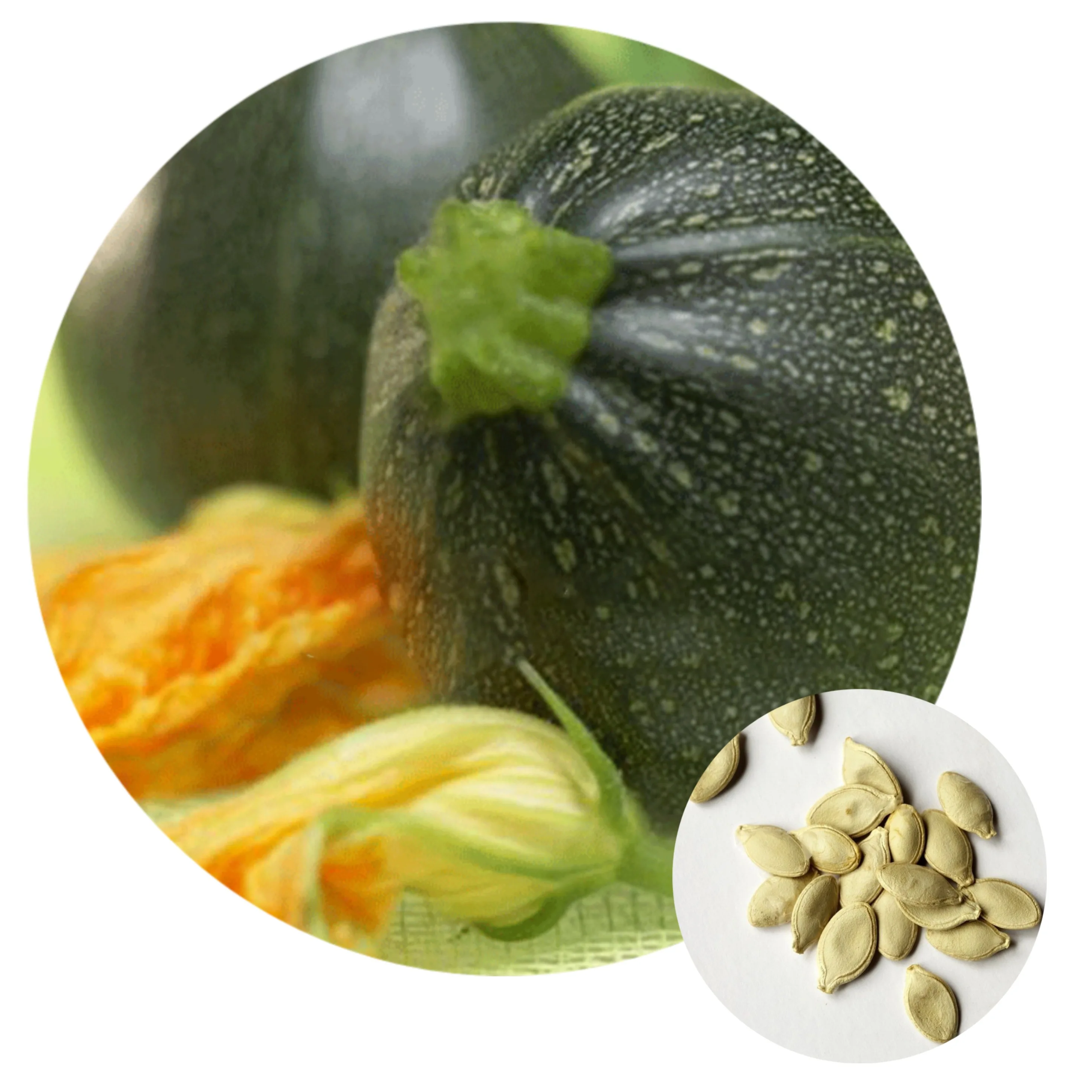 Высококачественные гибридные семена тыквы высокой урожайности F1, темно-зеленые, круглые