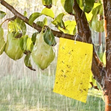 Fruit Fly Trap, Yellow Sticky Gnat Traps Killer for Indoor/Outdoor Flying Plant Insect glue trap