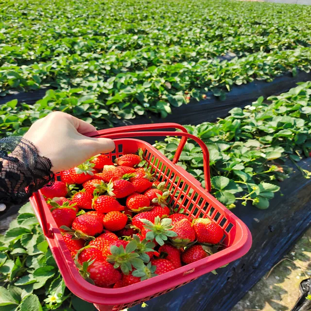 ODM OEM Organic Strawberry Juice Powder/freeze dried strawberry/organic fesh strawberry fruit