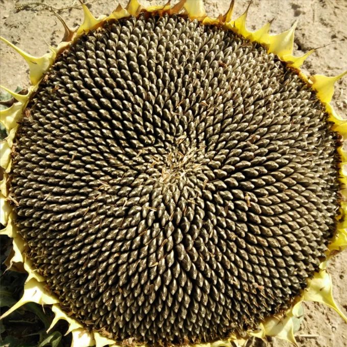 Wholesale White Sunflower Seeds China Sunflower Seeds Black with White Stripes 361 363 Grade A Best Price