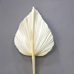 Boho wedding decor natural flower plant preserved large tropical dry palm spears fan leaf bleach white small dried palm leaves