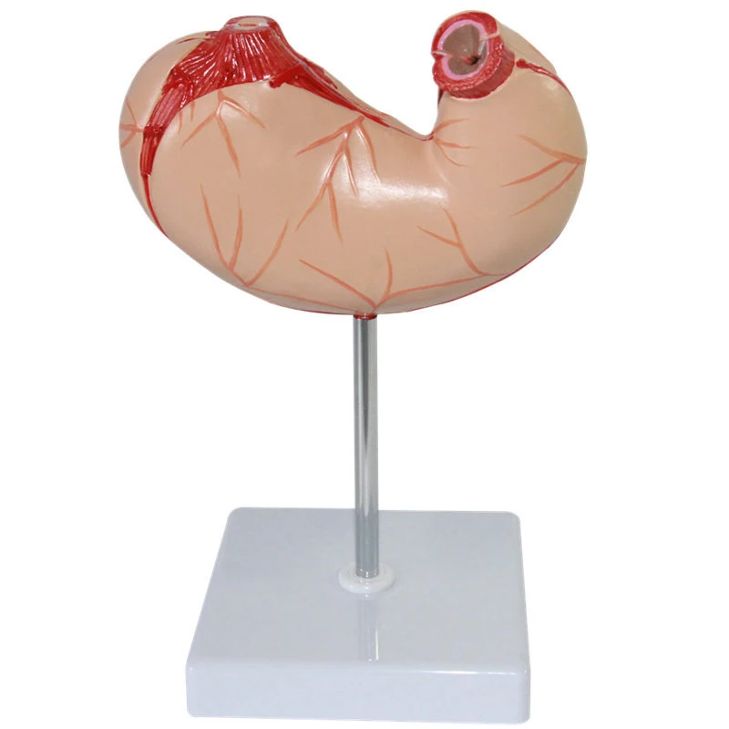 Stomach Digestive System Structure Model  For Medical Teaching Stomach Anatomical Model