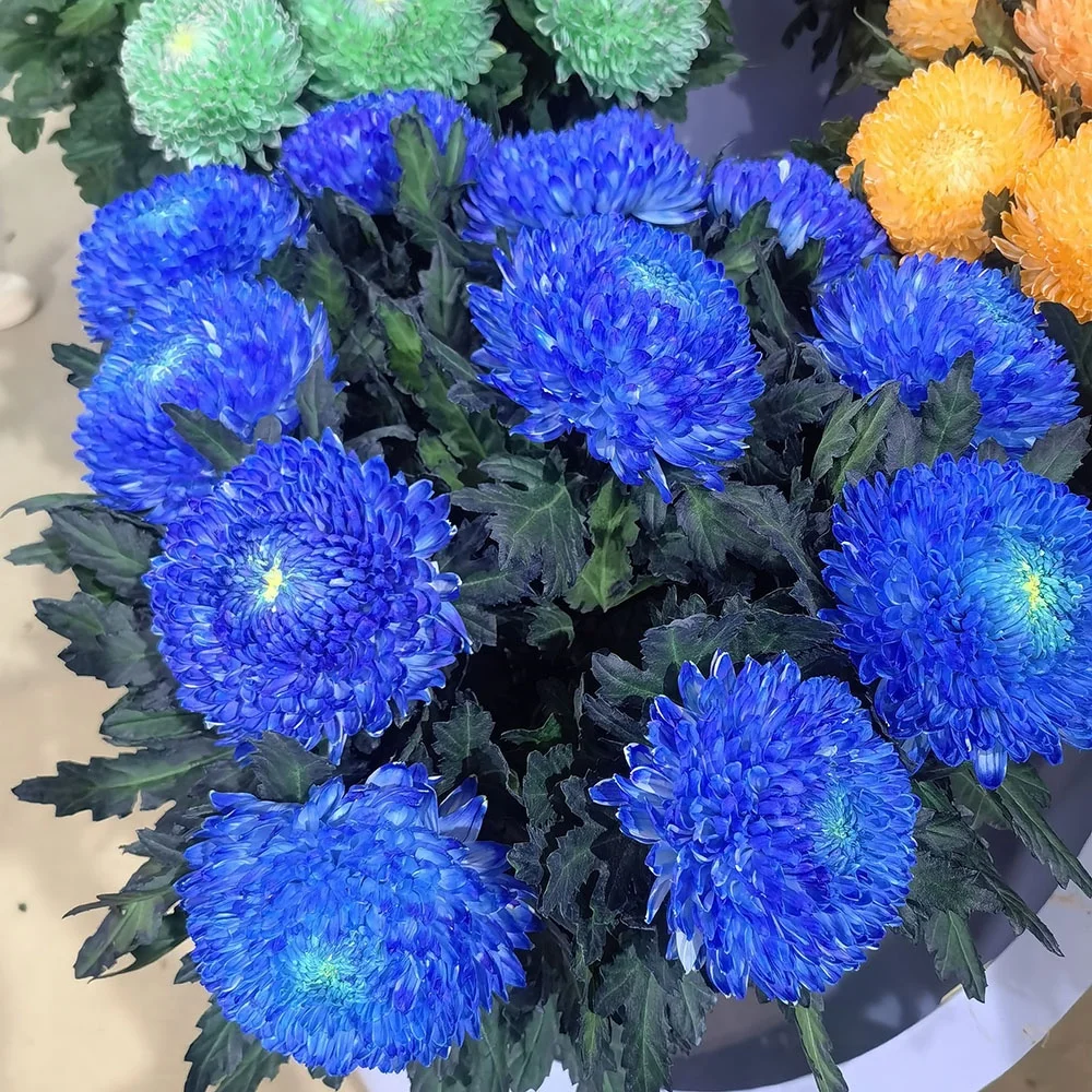 Wholesale Fresh Cut Rose Plants Spray Rose Rosa Yellow Orange Roses Bouquet Flower For Decoration