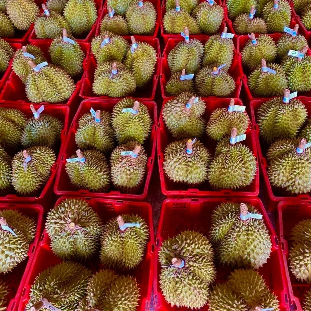 
High Quality and Best Seller Kan Yao Fresh Durian Fruits Product 