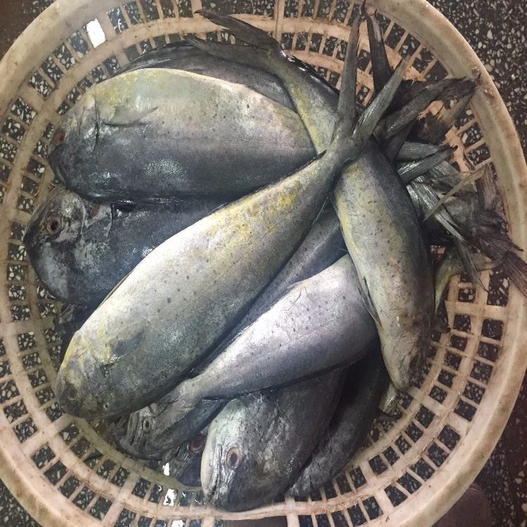 wholesale big size seafood fish 200-250g frozen pacific mackerel raw material block in stock