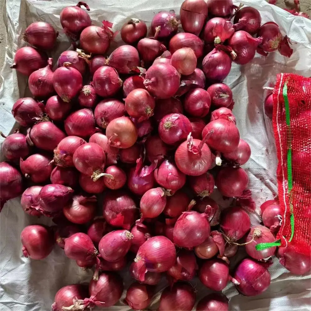 Fresh Red Onion