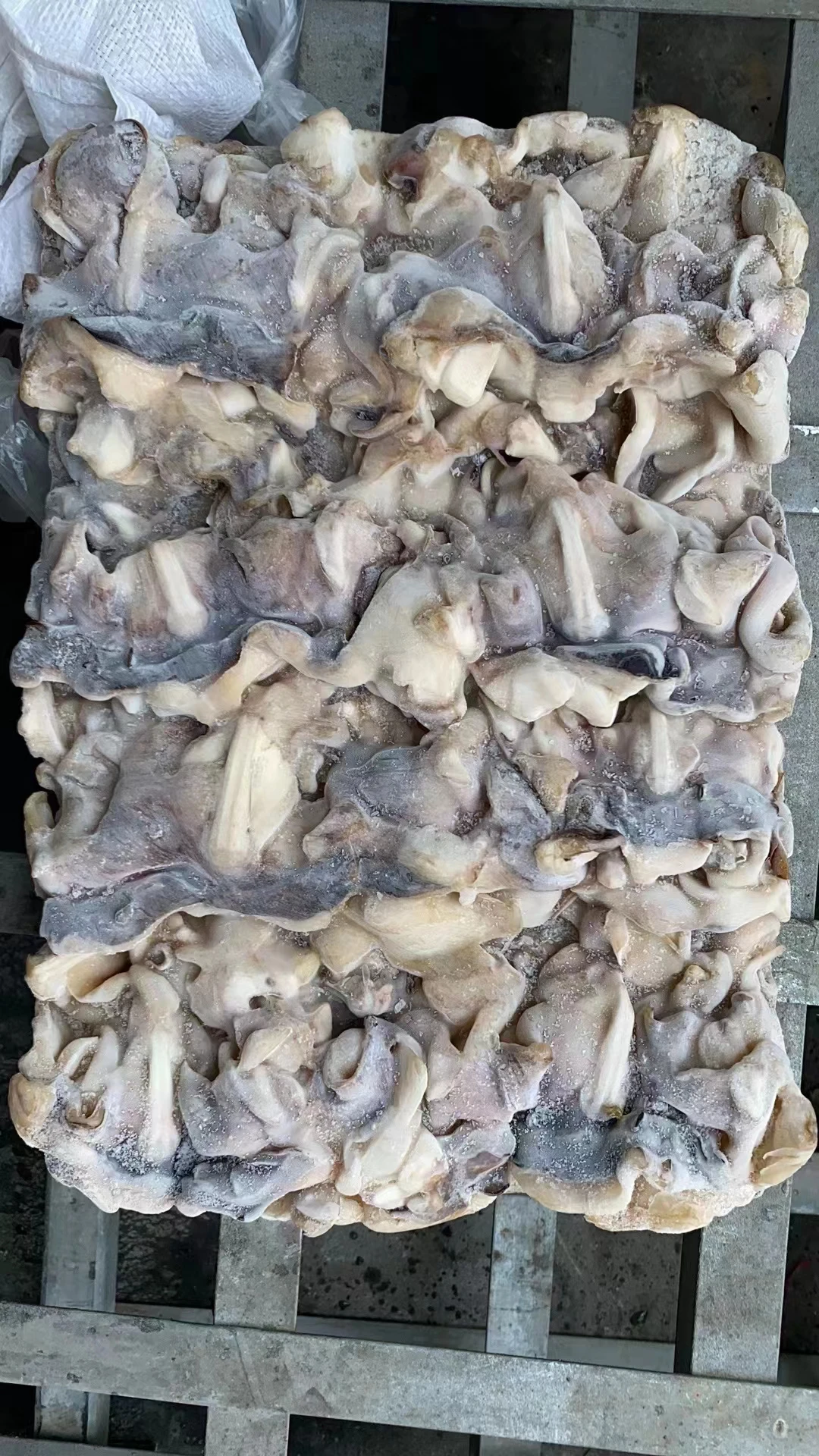 Шейка с индийским кальмаром 100-300 г, шейка с замороженным гигантским кальмаром