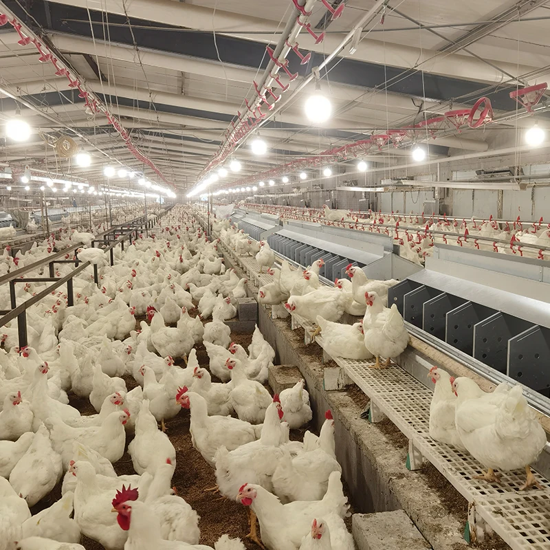1200*500mm Broiler house Poultry chicken duck goose goat rabbit slat floor for sale