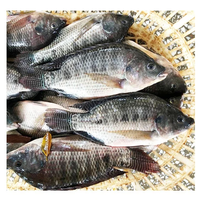 Supplier Wholesale Seafood Price Per Kg Whole Frozen Black Round Tilapia Fish WR fresh frozen Black Tilapia  800-1000g
