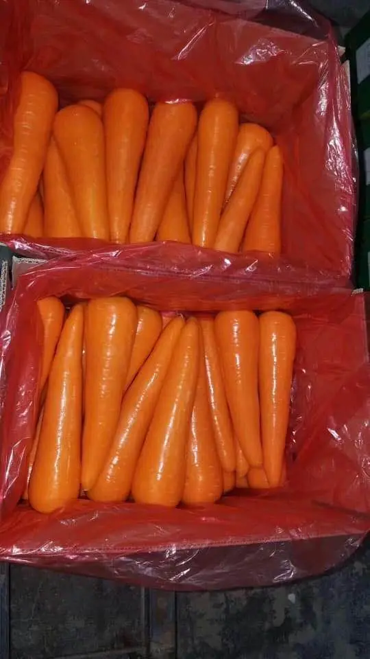 [HOTHOT] Оптовая продажа свежей моркови, лидер продаж, конкурентоспособная цена от Вьетнама в 2023