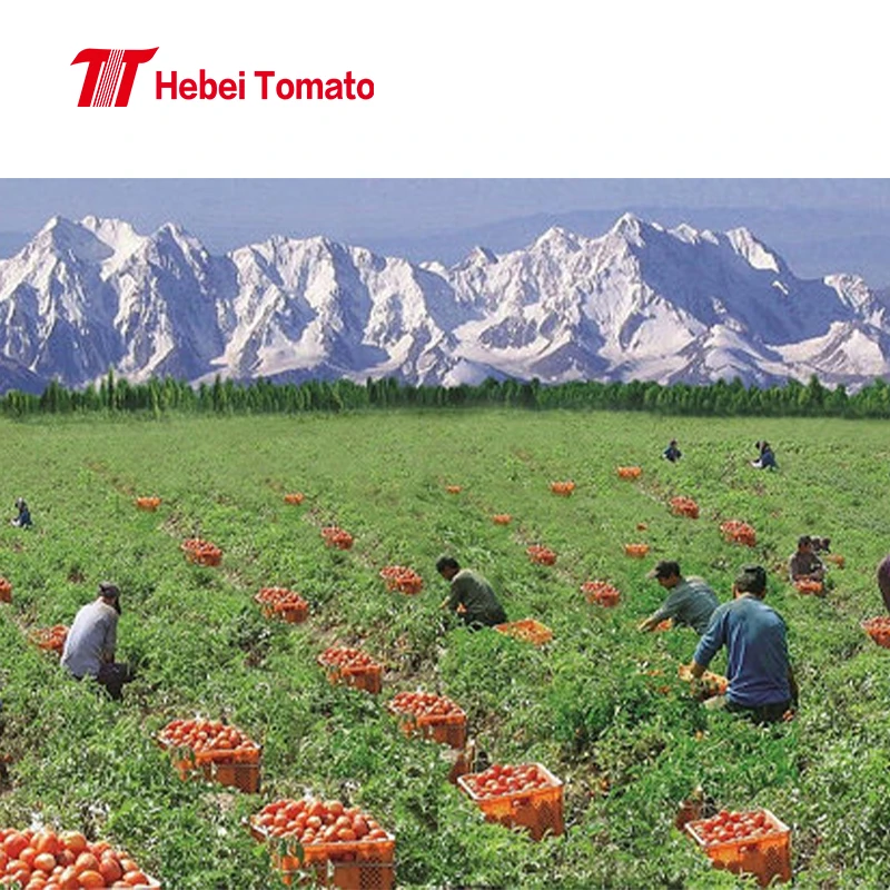 Банка томатной пасты 830gmx1 2tin/ctn из Китая 28-30% концентрированная томатная паста