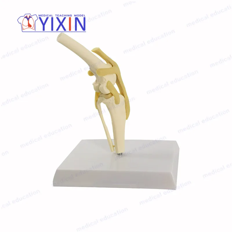 
Life size dog skeleton knee joint model with ligament for medical supplies and equipment 