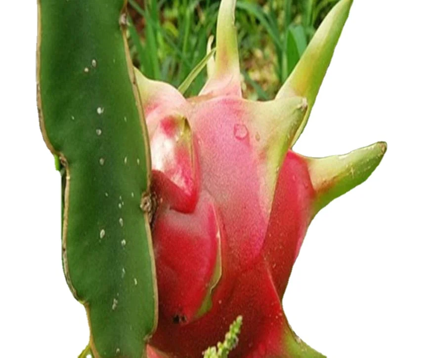 50g/bag High germination hot sale Pitaya planting red dragon fruit seeds for sale