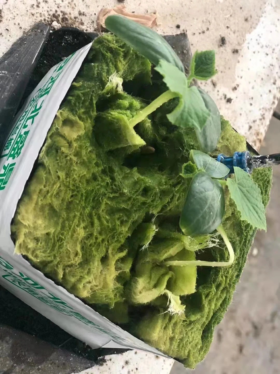 Wholesale Factory Direct Price 4 Inch Grow Block Rock Wool Hydroponic